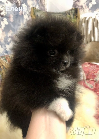 Померанчета, снимка 11 - Померан - 52631209