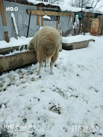 Овен , снимка 3 - Овце - 53335551
