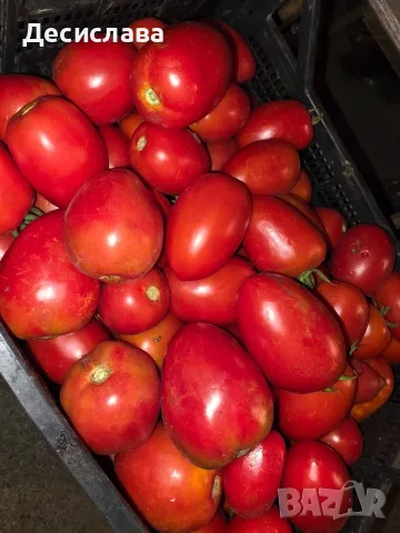 Домати Рома сорт Челси, снимка 4 - Домашни продукти - 55740077