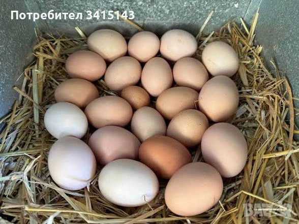 Био яйца от свободни кокошки, снимка 2 - Кокошки и пуйки - 54322870