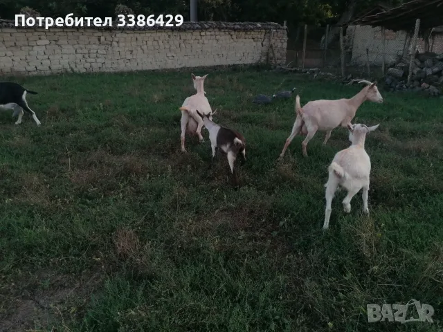 Кози с ярета и пръчове , снимка 10 - Кози - 56037005