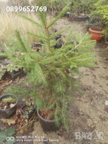 Смърч обикновен