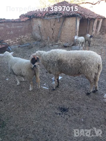 Продавам овен на 2год. , снимка 1