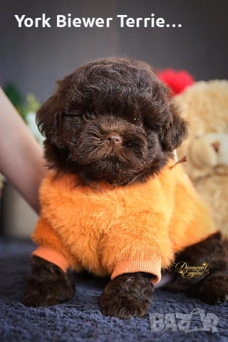 Йоркширски ТЕриер- най добри приятели за семейство! Доставка , снимка 3 - Йоркширски териер - 54234441