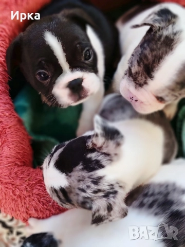 Френски булдогчета, снимка 10 - Френски булдог - 52464363