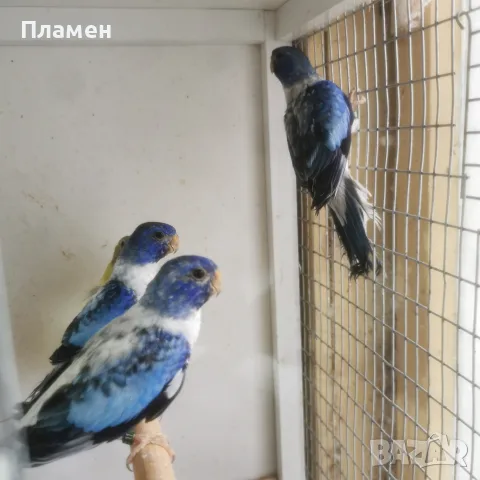 Неофема Сплендида, снимка 3 - Папагали - 56272778