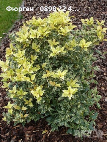 Османтус  'Goshiki', снимка 4 - Разсади - 37586922