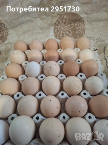 домашни яйца , снимка 4 - Други - 52385449