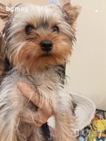 Йоркширски териер мини йорки момиче 