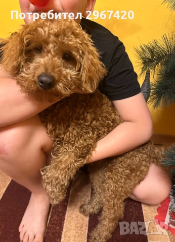 Пудел Той…….