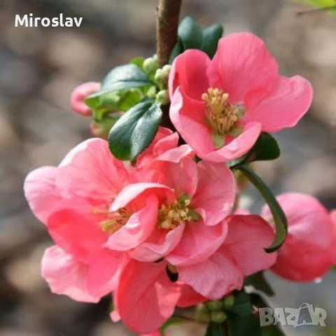 Японска Дюля/4 Налични цвята, снимка 4 - Градински цветя и растения - 50603139