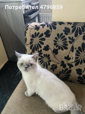  Женско Шотландско остроухо коте. , снимка 6 - Други - 54193542