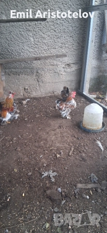 Бреговски джинки , снимка 4 - Кокошки и пуйки - 52465650