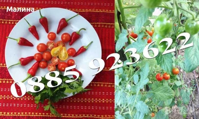 Био Семена Домати Стари Селски Сортове, Пипер, Чери Домати, Тютюн, Пъпеш, снимка 10 - Сортови семена и луковици - 39722488