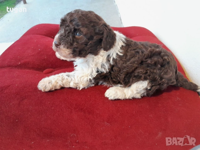 Бебета Лагото Романьоло / Lagotto Romagnolo, снимка 5 - Други - 54058824