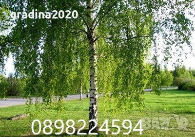  Бреза и Върба