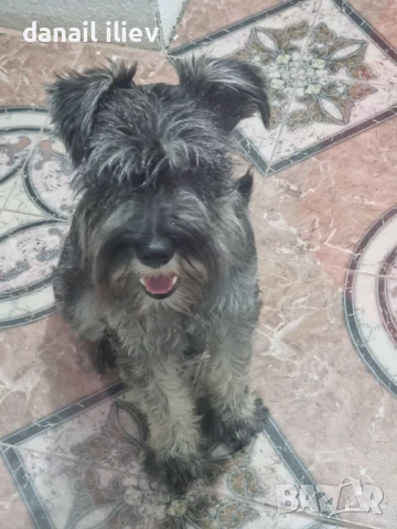 Шнауцер, снимка 1