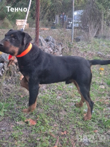 Ягдтериер за разплод