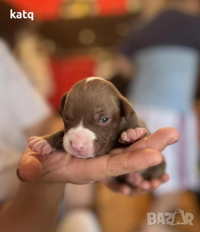 Питбулчета за продажба! 🐾 , снимка 2 - Питбул - 52518976