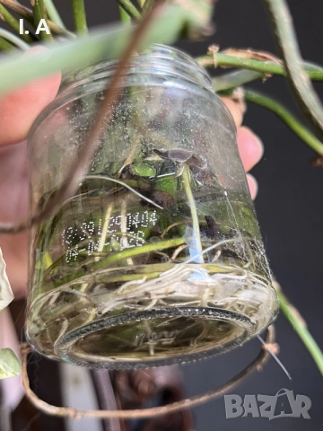Коренче Monstera Adansonii, снимка 3 - Стайни растения - 55801153