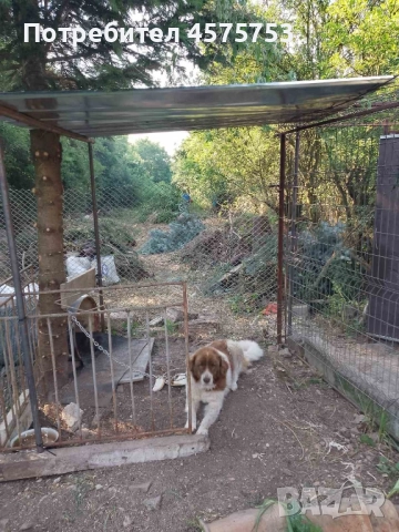 овчарско куче , снимка 1