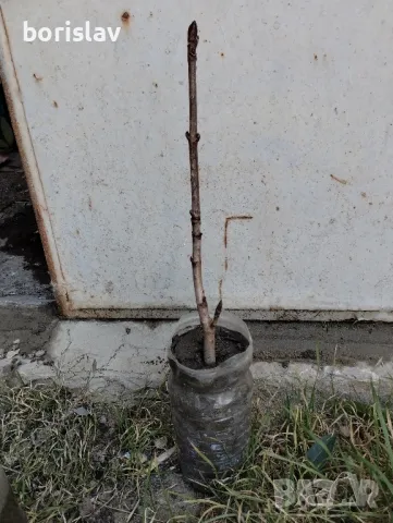 Продавам дръвчета ядлив кестен(сладък кестен), снимка 11 - Градински цветя и растения - 47623165