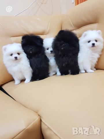 Померан померани Гр. София !, снимка 6 - Померан - 52967665