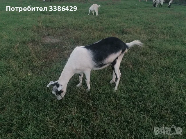 Кози с ярета и пръчове , снимка 7 - Кози - 56037005