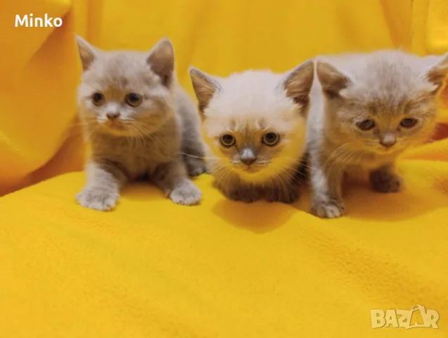 Котета от порода Руска синя котка !, снимка 8 - Руска синя котка - 56255721