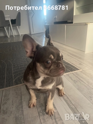 Френски булдог, снимка 6 - Френски булдог - 52787395