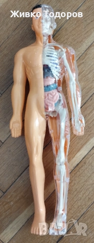 Образователна анатомична фигура - Човешко тяло 3D, 29.5см, снимка 2 - Образователни игри - 51702687