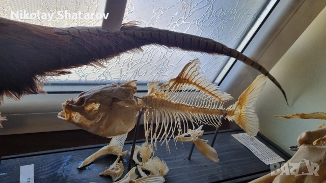 Трофеи. Фазан , снимка 7 - Други ценни предмети - 53911580