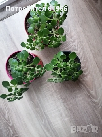 Дървото на парите! 