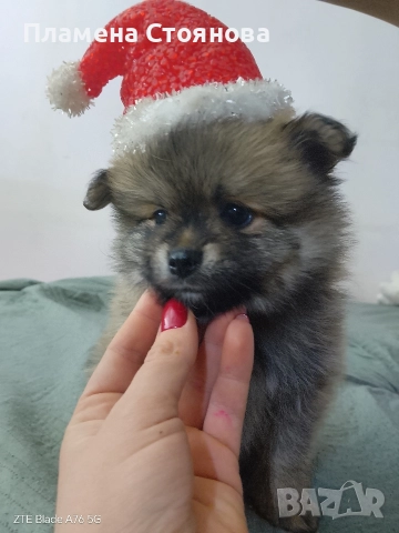 Продавам малки померани , снимка 3 - Померан - 52697875