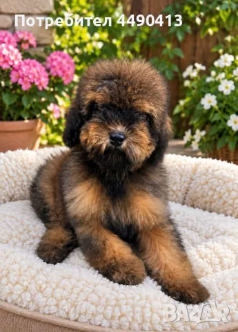 Кавапу Cavapoo F1b, снимка 4 - Пудели - 56513313