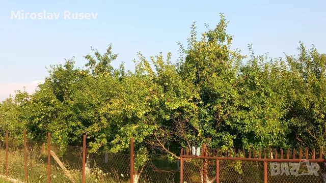 Перфектна Овошна Градина на 10 години 130дка. Сливи Стенлей, Круши и Дули, снимка 2 - Земеделска земя - 55770841