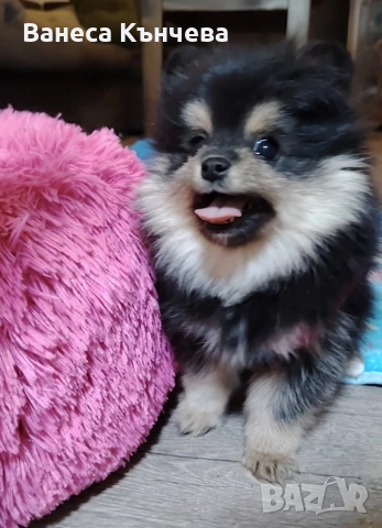 момиченце , снимка 2 - Шпиц - 52960152