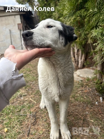 Продавам женски алабай, снимка 9 - Алабай - 54001463