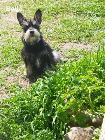 Мини шнауцер , снимка 2 - Други - 54273771