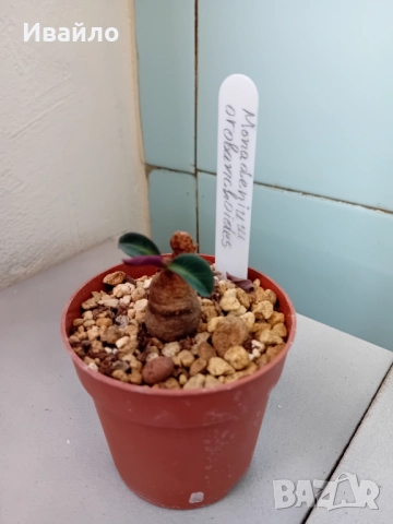 Сукуленти само за ценители, снимка 8 - Стайни растения - 35248161