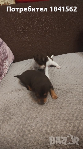 Продават се пинери, снимка 3 - Пинчер - 53890788