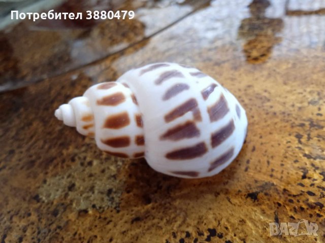 океанска раковина от малдивите, снимка 1