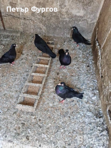 продавам 3 чифта  черни донеци