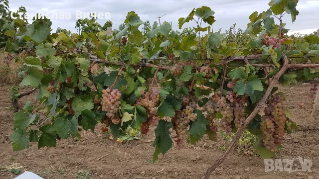 Грозде - винени сортове, снимка 13 - Домашни продукти - 55779965