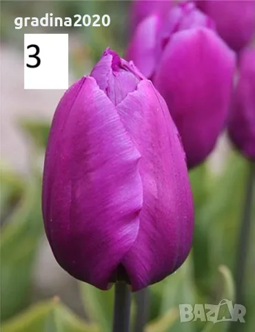 Луковици на лалета    , снимка 11 - Разсади - 56105582