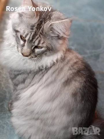 Мейн Кунчета със родословие и документи от частен развъдник., снимка 8 - Мейн кун - 52308491