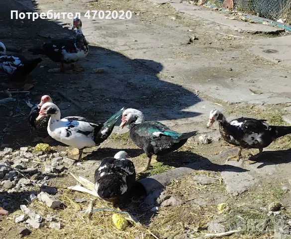 Продавам Неми патици и малки патенца