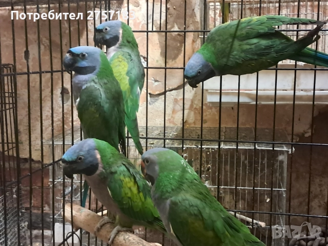 продавам китаиски александар 3 женски 2023, снимка 2 - Папагали - 52403752