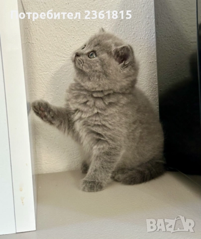 Чистокръвни сини британчета, снимка 16 - Британска късокосместа - 52651148