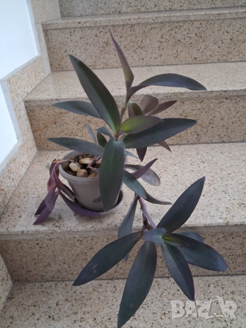 Традесканция , снимка 2 - Стайни растения - 52315449